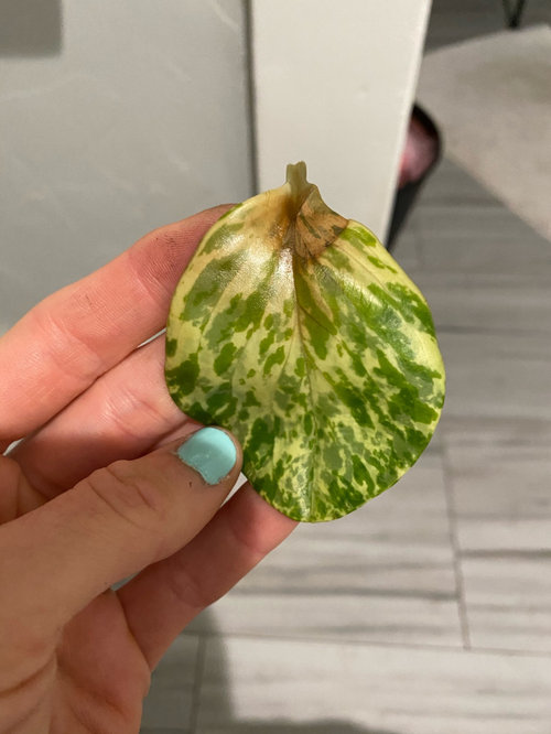 Help! Peperomia Plant Stems dying