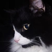 Foto von Susan MacDonald