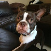 Archie Bower's photo