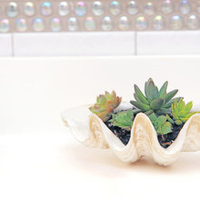Indoor plants