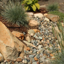 Rain. Garden
