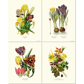 Spring Flower Botanical Prints-4 Framed Antique Vintage Illustrations, Prints On