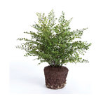 Faux Maiden Hair Fern Drop-In Plant