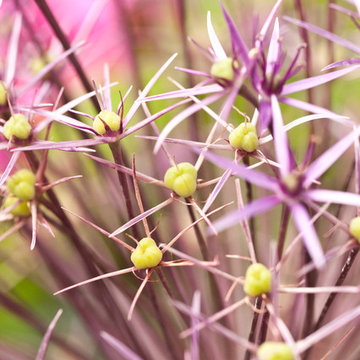 Garden Maintenance | Sandwich