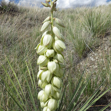 Yucca Glauca