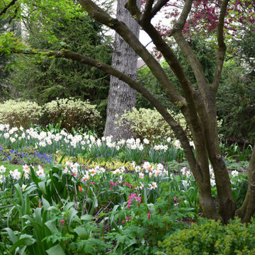 Spring Annuals & Bulbs