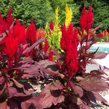 Annual Plantings
