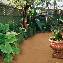 Bruno Backyard