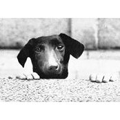 Guillermo Afrika's photo