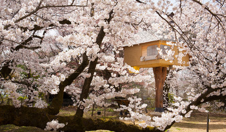 Picture Perfect: 29 Reasons to Love Cherry Blossom Season