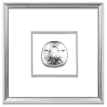 Sand Dollar Suspended Between Glass With A Decorative French Line, Silver