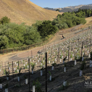Danville, Saddleback Dr. 1,200 Vine Vineyard
