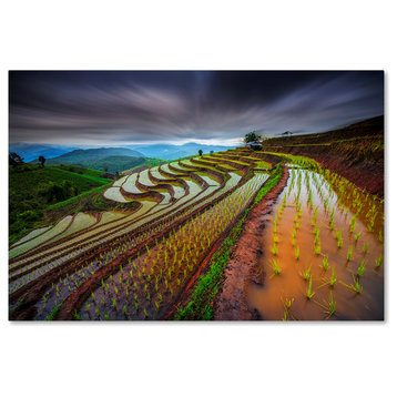 Tetra 'Unseen Rice Field' Canvas Art, 16x24