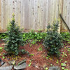 Should I prune the tops of these dragon lady holly