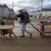 Dogs