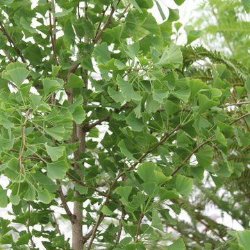 PLANT ASSOCIATIONS: Trees & Shrubs