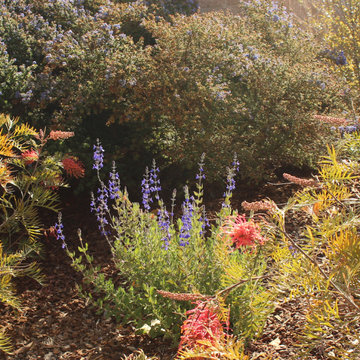 Arresting Dunes - Coastal Gem Garden
