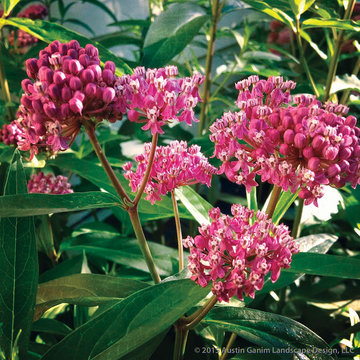 Plant Ideas & Colorful Combinations