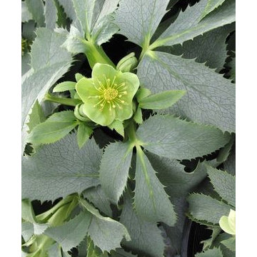 Power Flower of the Month -- Hellebores