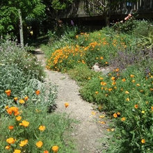 Drought resistant landscapes