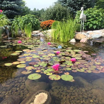 Pond with Natural Wetland Filtration System