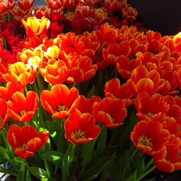 Melbourne International Flower & Garden Show - Tesselaar Exhibit