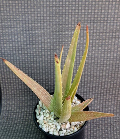 aloe vera frischblatt Aloe Vera Blätter kaufen main image 1