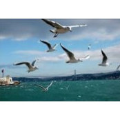 Esra Koyuncu's photo
