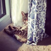 Rebecca Barsheshet's photo
