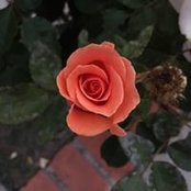 Lisa Guo's photo