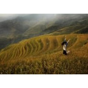 Denice Wong's photo