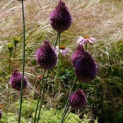 Jacquetta Menzies Landscape and Garden Design's photo