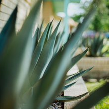 Frontyard Landscaping