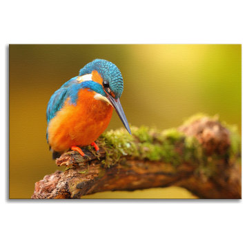Kingfisher Bird on Perch 2 Animal Wildlife Photo Canvas Wall Art Prints, 24" X 36"