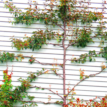 Happy Arbor Day