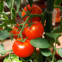 heirloom tomato overflow