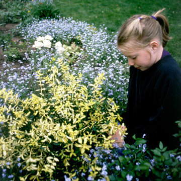 Blondy® Euonymus