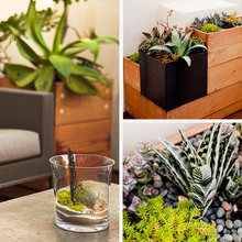 plants