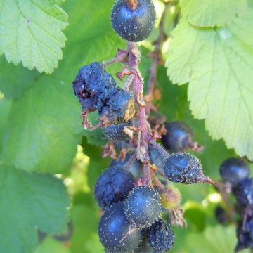 Ribes sanguineum