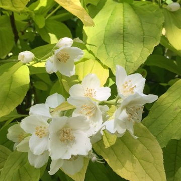 Un jardin des années 60
