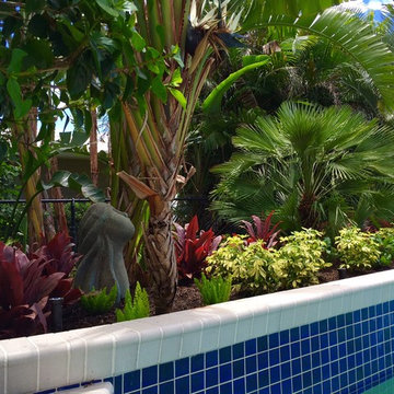 Tropical front & backyard landscapes....Palms & Color