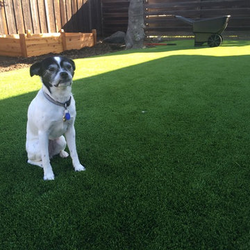 Artificial Grass