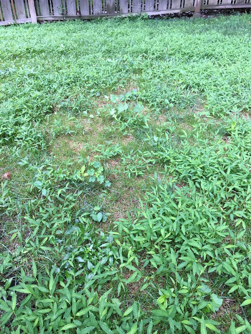 Help identify mystery "grass" taking over my lawn