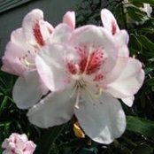 Cindy Rock's photo