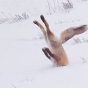 Gustaf Engström's photo