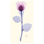 Patricia Castiglione Larica's photo