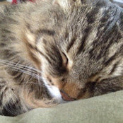 Foto di Cat Bear