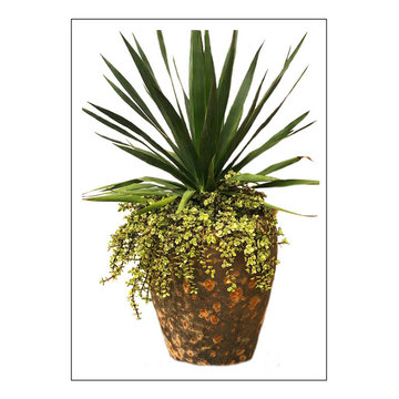 Pottery - Succulents/Drought-tolerant