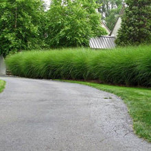grasses