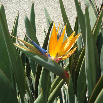 Drought Tolerant